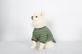 白色博美犬可爱图片